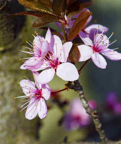 A closeup of the Thundercloud Purple Leaf Plum's light pink, five petaled flowers on a branch with the deep burgundy leaves beginning to emerge