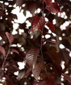 A closeup of the deep burgundy foliage on a Thundercloud Purple Leaf Plum