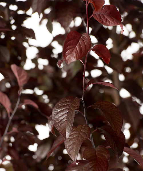 A closeup of the deep burgundy foliage on a Thundercloud Purple Leaf Plum