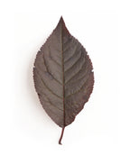 A single deep burgundy to purple, oval-shaped leaf of the Thundercloud Purple Leaf Plum on a white background
