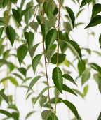 Branches of the Snow Fountains Weeping Cherry