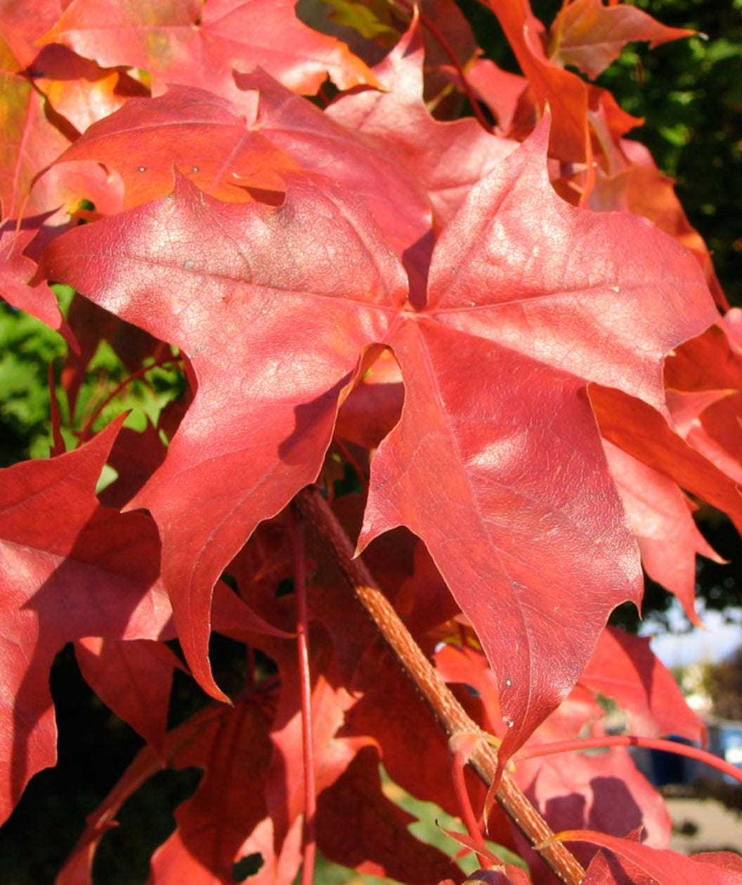 Close up of Pacific Sunset Maple fall foliage, in fall these lobed  leaves turn to hues of yellows, oranges, and reds