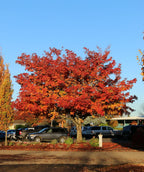 Pacific Sunset Maple planted in a fall landscape, mostly outright branching covered in red, orange, and yellow fall colored leaves