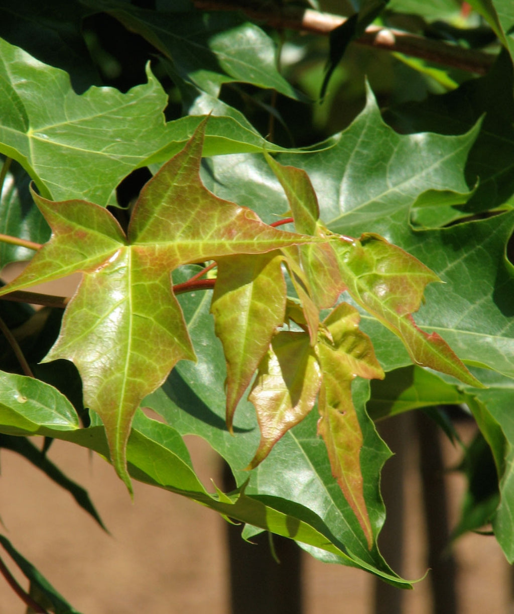 Close up of Pacific Sunset Maple foliage and new growth, glossy dark green lobed leaves sit beneath glossy light green with hints of red new growth leaves
