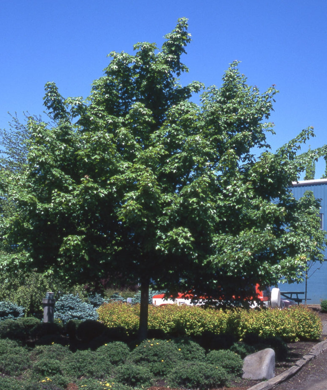 Pacific Sunset Maple planted in a landscape, mostly outright branching covered in glossy dark green lobed leaves