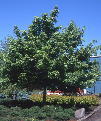 Pacific Sunset Maple planted in a landscape, mostly outright branching covered in glossy dark green lobed leaves