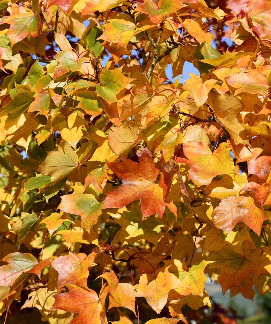 Close up of Pacific Sunset Maple fall foliage, fall colors of yellow and orange begin to emerge from these lobed leaves