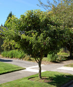 Pagoda Dogwood planted in a landscape, horizontal branching with dark green oval shaped leaves planted next to a driveway and sidewalk