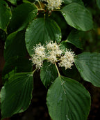 Close up of the Pagoda Dogwood white flowers with a background of the dark green leaves