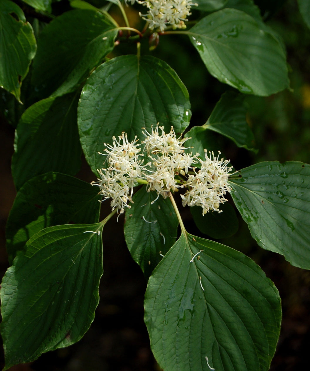 Close up of the Pagoda Dogwood white flowers with a background of the dark green leaves