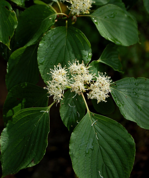 Close up of the Pagoda Dogwood white flowers with a background of the dark green leaves
