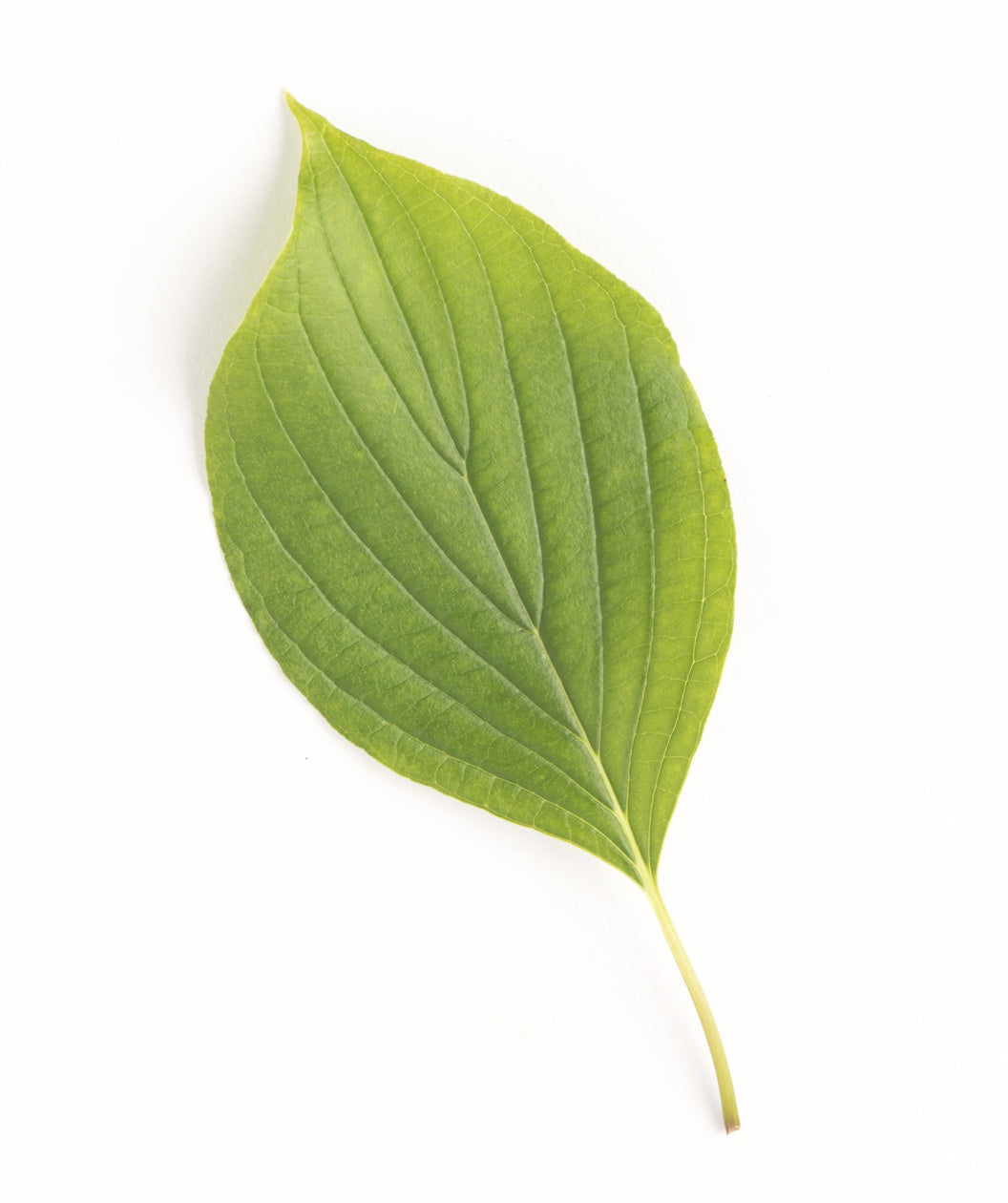 Singular green, oval-shaped leaf of the Pagoda Dogwood