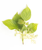 A small branch of the Pagoda Dogwood with green, oval shaped leaves and the stems and green berries as they are starting to form