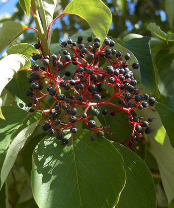 Close up of the Pagoda Dogwood's blue-black berries on red stems with a background of the green leaves