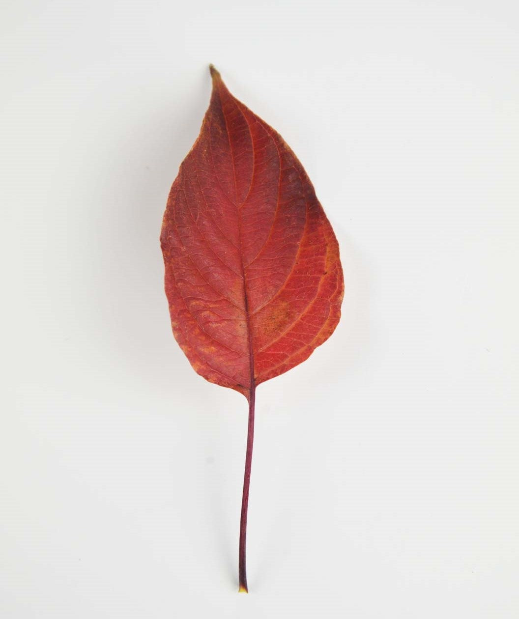 Singular Pagoda Dogwood leaf in deep red fall color