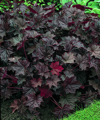Close up of Palace Purple Coral Bells planted in a landscape, dark purple foliage