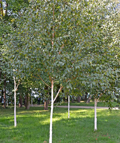 A grove of Paper Birch planted in a landscape, slightly upright branching covered in green pyramidal leaves with exfoliating white bark