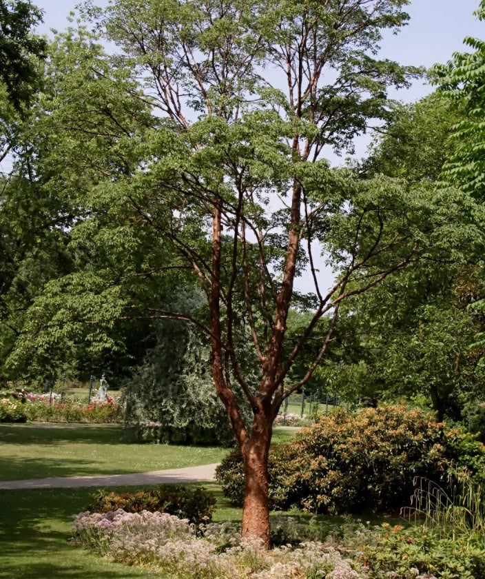 Mature Paperbark Maple planted in landscape setting showcasing the exfoliating bark