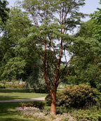 Mature Paperbark Maple planted in landscape setting showcasing the exfoliating bark