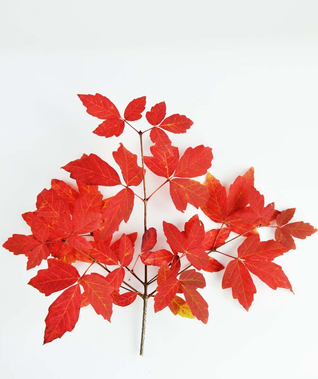 A closeup of a branch of Paperbark Maple leaves in brilliant red fall color