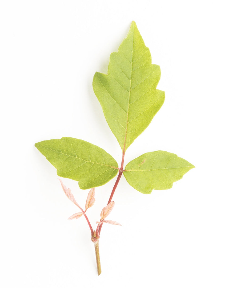 A closeup of Paperbark Maple light green leaves right after they emerge