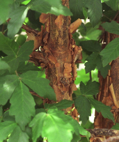 Closeup of the cinnamon colored exfoliating bark with the dark green leaves surrounding the trunk 