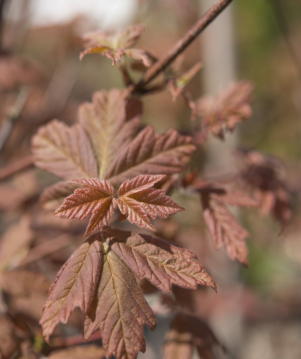 A closeup of the Paperbark Maple bronzed leaves after they emerge in Spring
