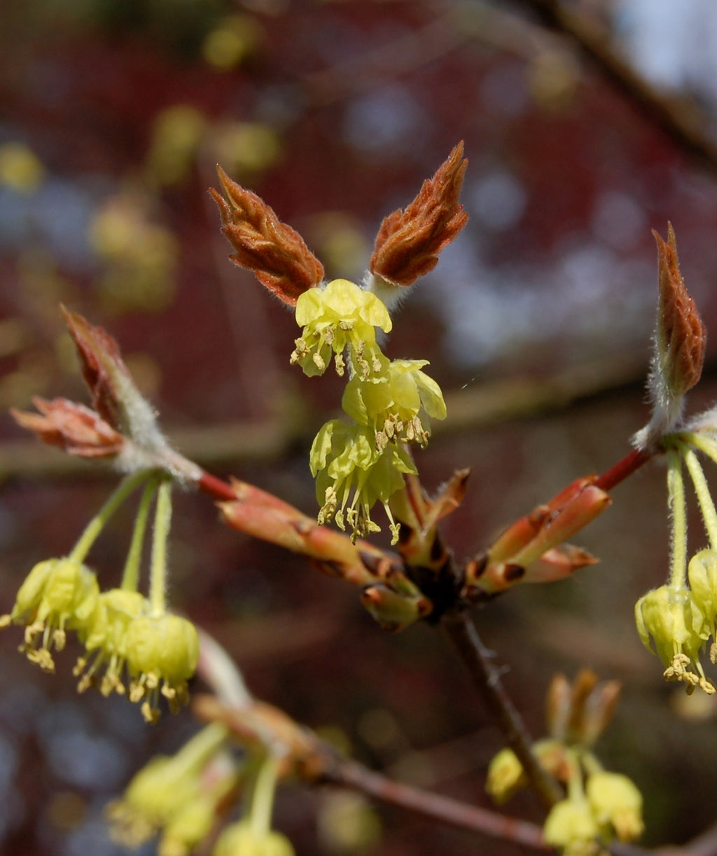 A closeup of the Paperbark Maple's lime green/yellow flowers and bronze leaves beginning to emerge