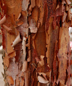 A closeup of the cinnamon colored peeling bark of the Paperbark Maple