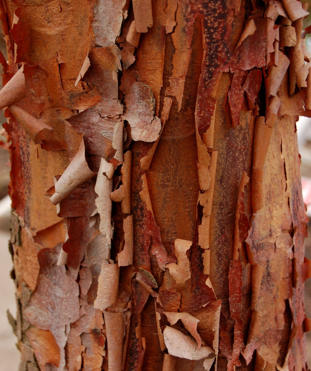 A closeup of the cinnamon colored peeling bark of the Paperbark Maple
