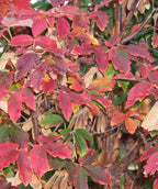 Paperbark Maple leaves transitioning from dark green to a range of reds, yellows, oranges and purples fall color