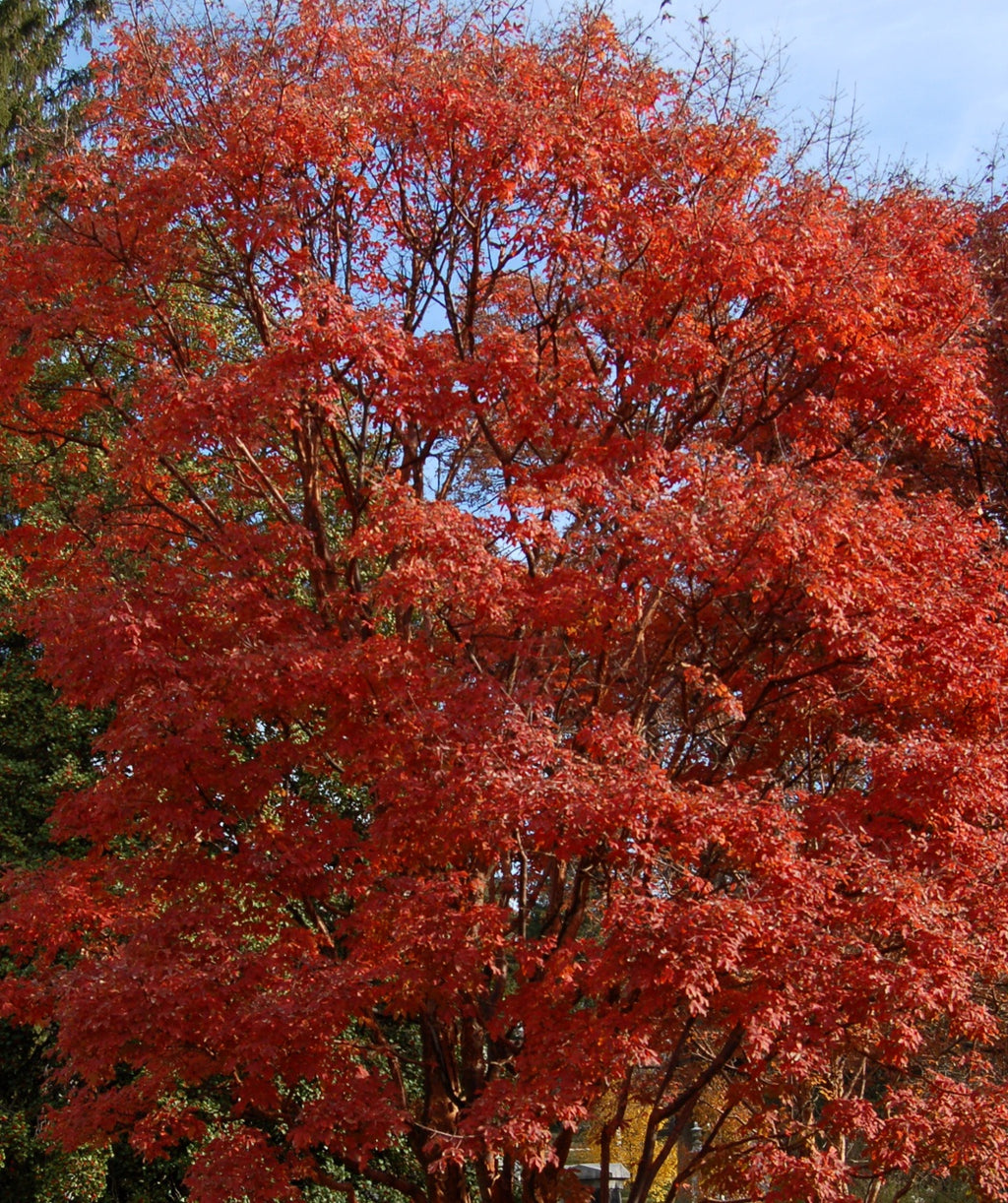 Mature Paperbark Maple in a landscape showcasing its fiery red fall color