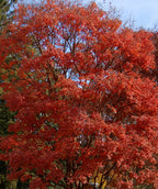 Mature Paperbark Maple in a landscape showcasing its fiery red fall color