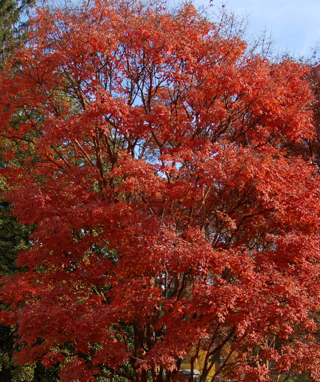 Mature Paperbark Maple in a landscape showcasing its fiery red fall color