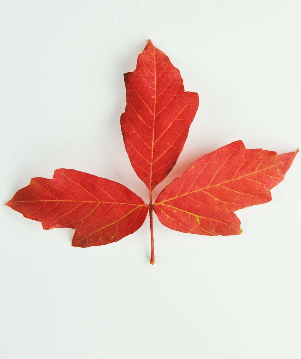 A closeup of three Paperbark Maple leaves in brilliant red fall color