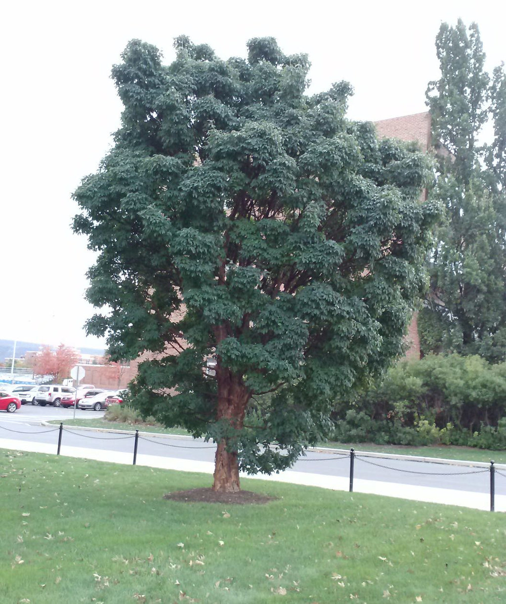 Paperbark Maple planted in a landscape, uniquely lobed green leaves on an exfoliating, paper thin, cinnamon colored bark