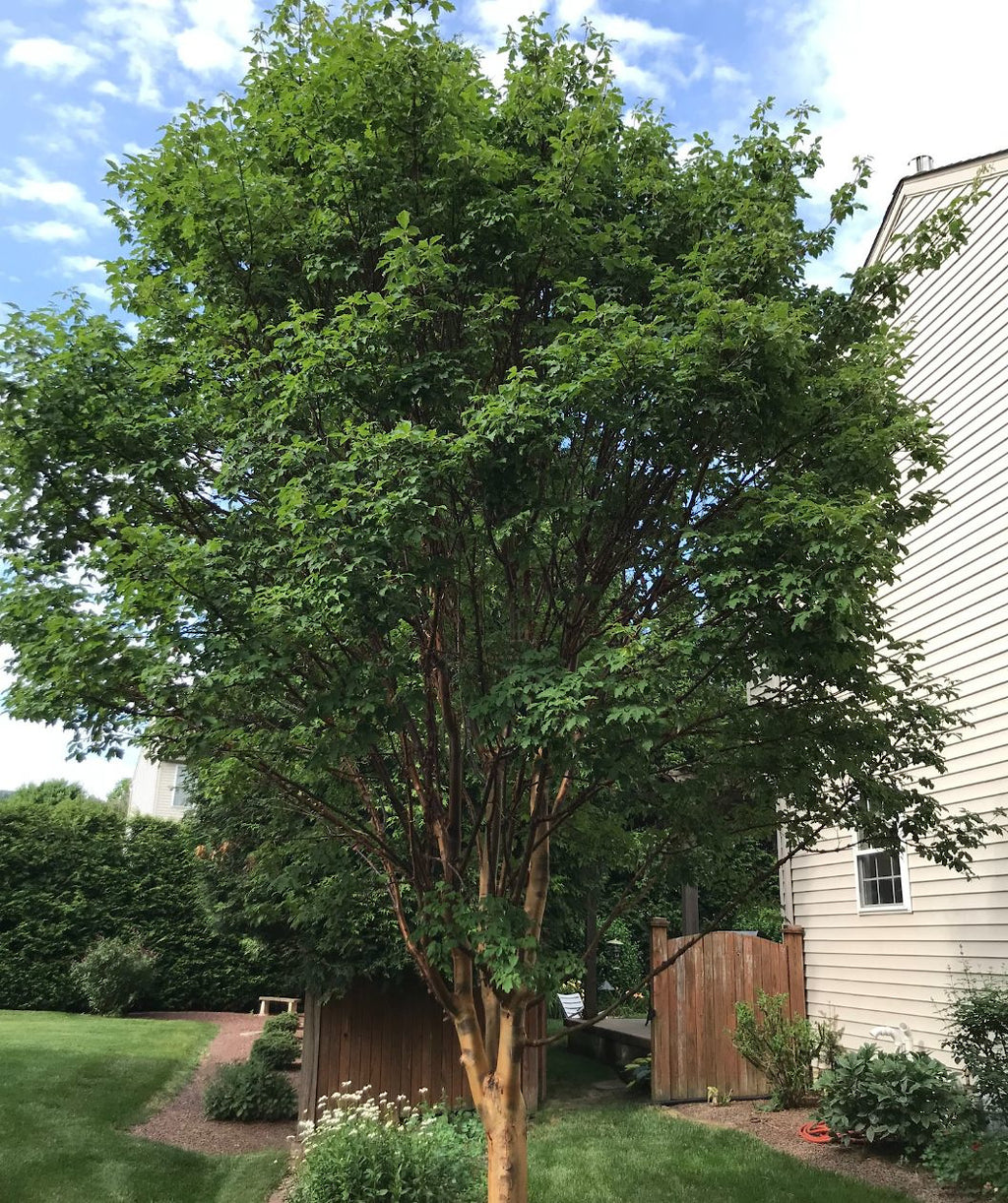 Paperbark Maple planted in a landscape, uniquely lobed green leaves on an exfoliating, paper thin, cinnamon colored bark