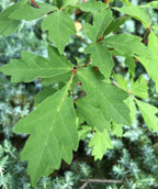 Close up of Paperbark Maple leaves, green uniquely lobed leaves
