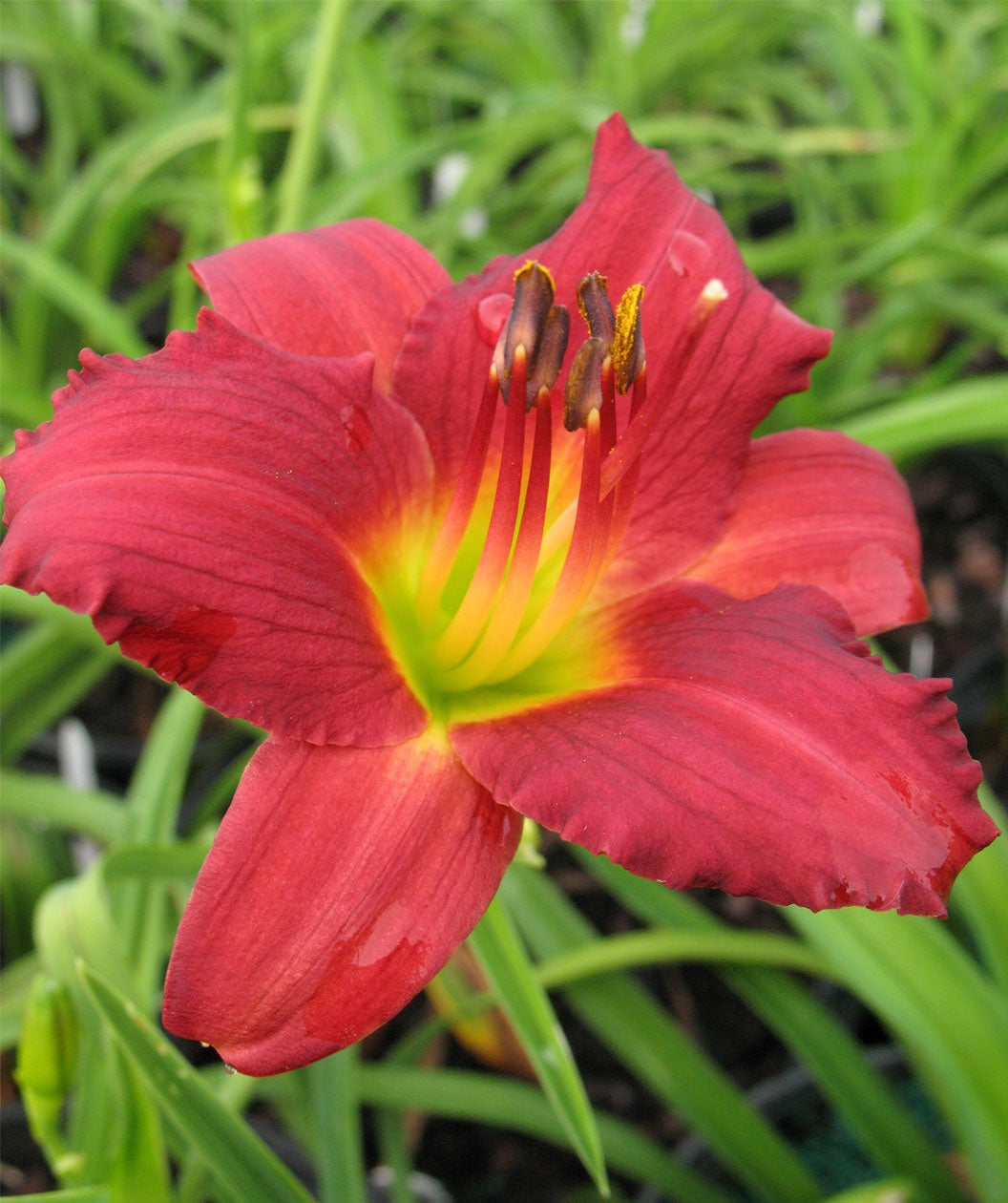 Pardon Me Daylily closeup of red flower