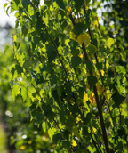A closeup of the dark green foliage of the Parkland Pillar Columnar Birch turning golden yellow in fall