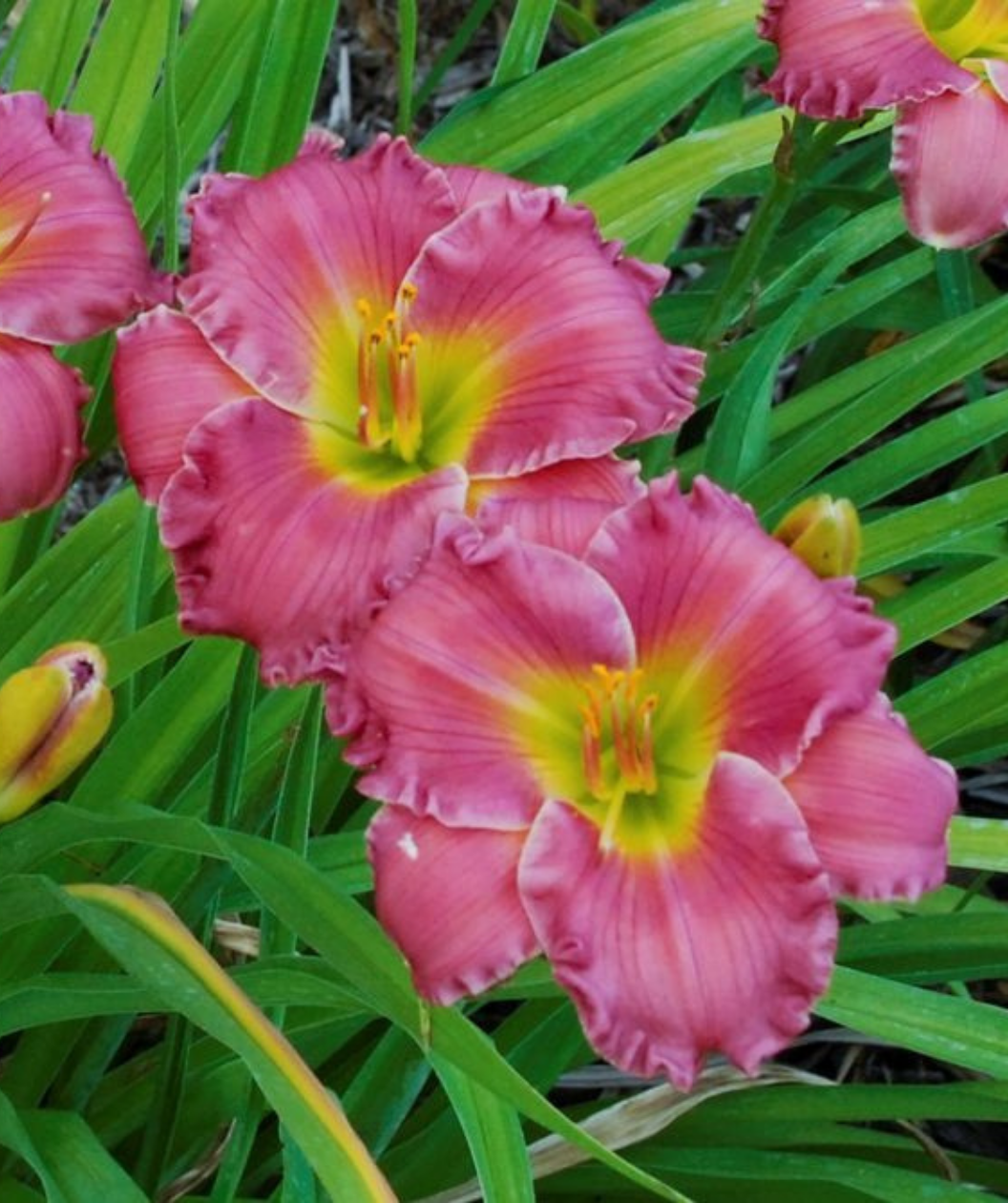 Passionate Returns Daylily