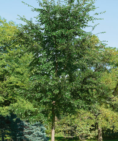 The Patriot Elm standing tall with its frilly branches covered in the deep green foliage. 