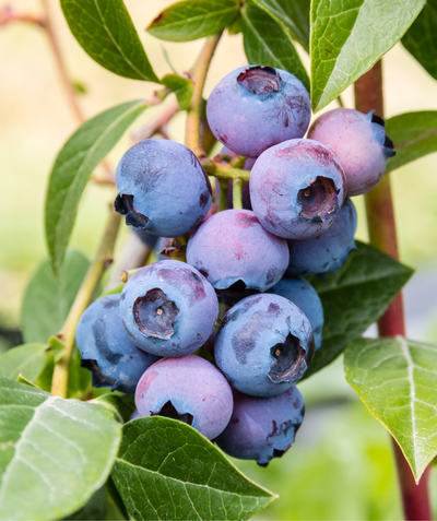 Patriot Highbush Blueberry closeup of berries