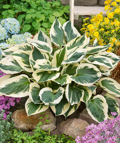 Patriot Variegated Hosta planted in a landscape, big leaves that are dark green in the center with white edges, planted between other various perennials