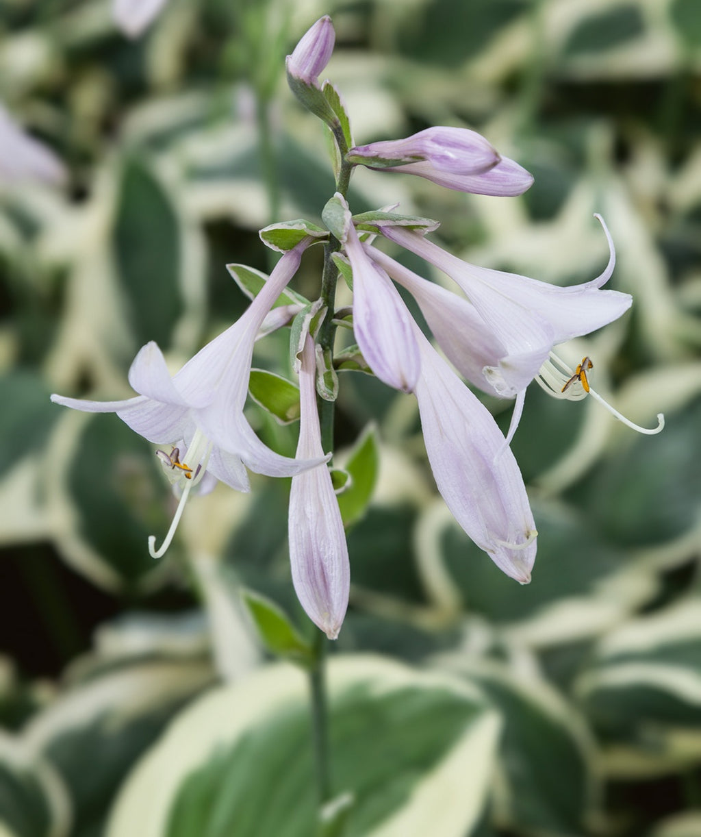 Patriot Variegated Hosta flowers, these flowers are a very light purple color that are trumpet shaped on a dark green stalk