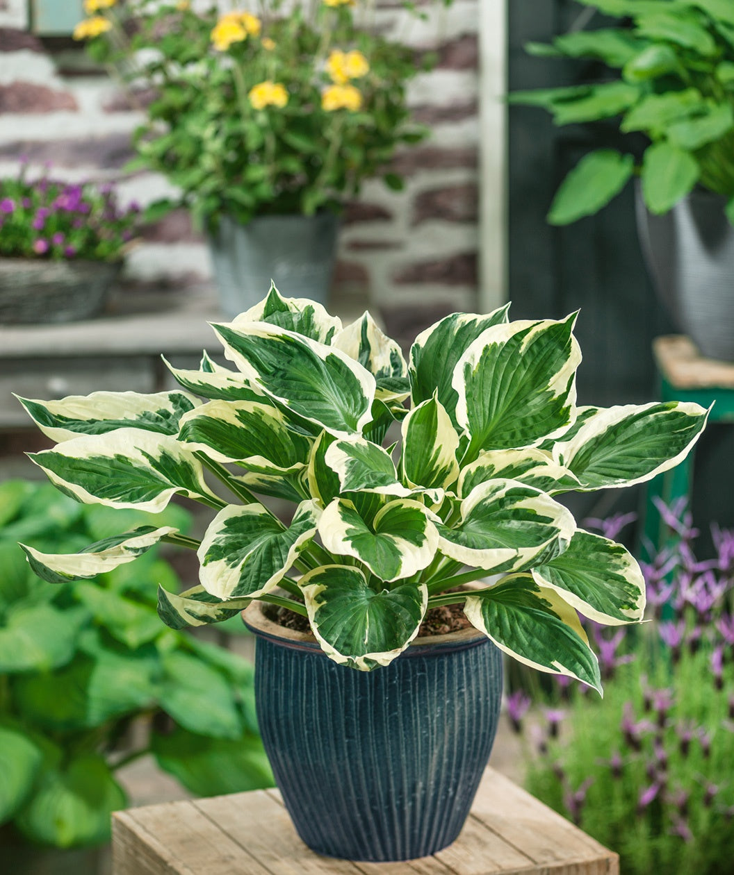 Patriot Hosta