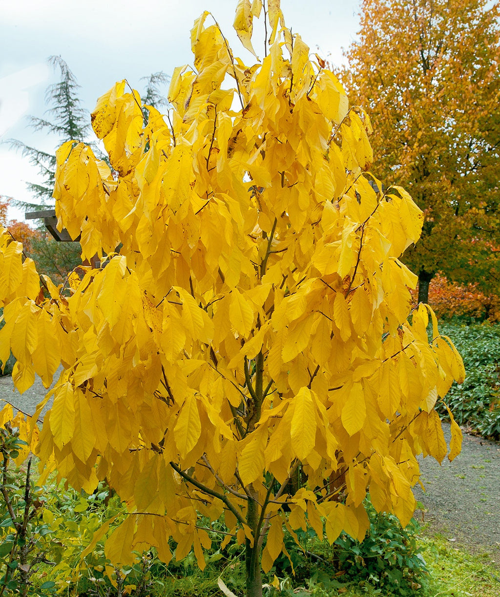Pennsylvania Gold Pawpaw in a fall landscape, in fall the large green oblong leaves change to hues of yellow