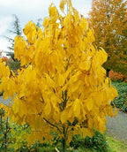 Prolific Pawpaw in a fall landscape, in fall the large green oblong leaves change to hues of yellow
