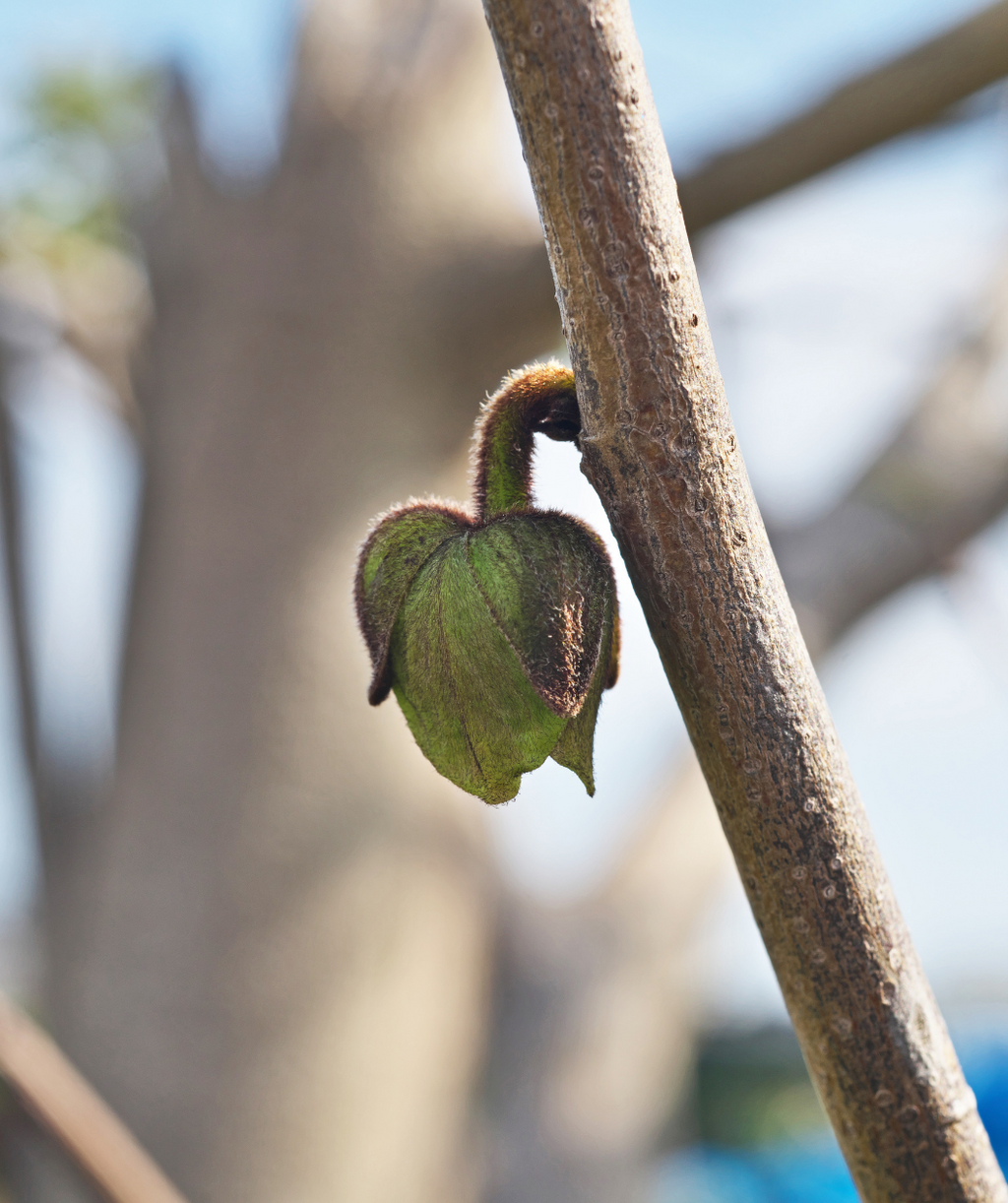 A closeup of a single Pawpaw flower, just beginning to open in early spring
