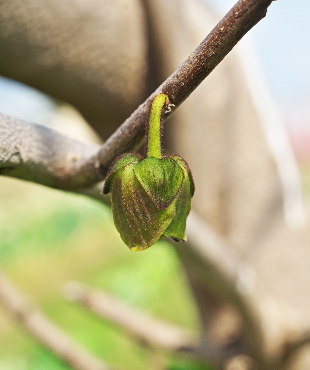 Susquehanna® Pawpaw